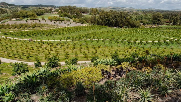 Pictured: An ROC-certified, California-based apricot farm which supplies to Patagonia Provisions. Image: Keri Oberly for Patagonia